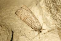 Pachycnemia hippocastanaria