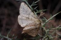 Phigalia pilosaria