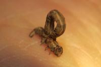 Peribatodes rhomboidaria