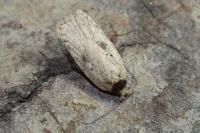 Agonopterix scopariella