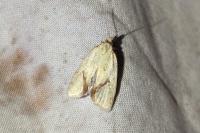 Agapeta hamana