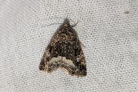 Deltote pygarga