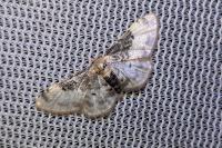 Idaea filicata