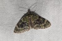 Acasis viretata