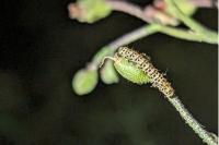 Cucullia scrophulariae
