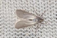 Acentria ephemerella