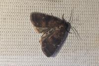 Rusina ferruginea