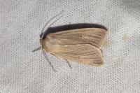 Mythimna pallens