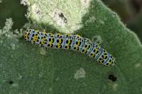 Cucullia verbasci
