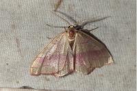 Rhodostrophia vibicaria