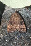 Amphipyra pyramidea