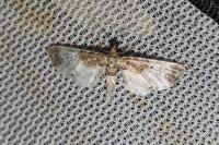 Eupithecia breviculata
