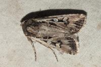 Euxoa nigrofusca/tritici