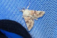 Eremobia ochroleuca