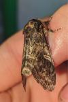 Notodonta tritophus