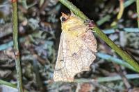 Ennomos alniaria