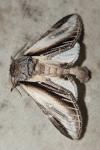Pheosia tremula