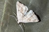 Polypogon plumigeralis