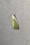 Earias clorana