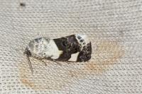 Acontia lucida
