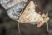 Anarta trifolii