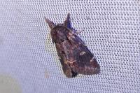 Notodonta dromedarius