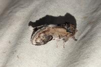 Notodonta ziczac