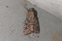 Sideridis turbida
