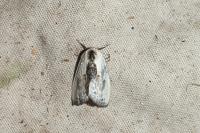 Cilix glaucata