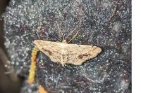 Idaea dimidiata