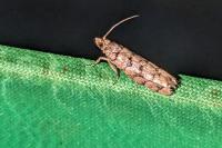 Pseudococcyx tessulatana