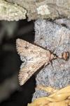 Anarta trifolii