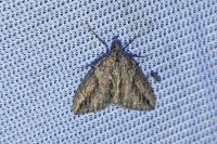 Thera cupressata