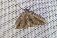 Thera cupressata