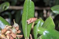 Epiphyas postvittana