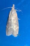 Lamoria anella