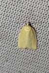 Tortrix viridana