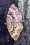 Epirrhoe alternata