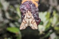 Lacanobia w-latinum