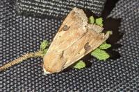 Heliothis peltigera