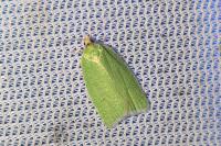 Tortrix viridana