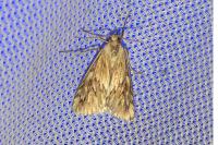 Cynaeda dentalis