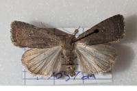 Caradrina flavirena