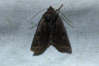 Conistra ligula