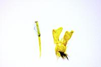 Calybites phasianipennella