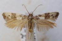 Enolmis acanthella