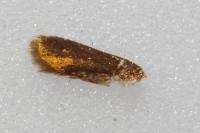 Cauchas rufimitrella