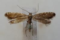 Glyphipterix thrasonella