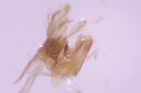 Nemapogon ruricolellus