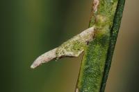 Coleophora calycotomella